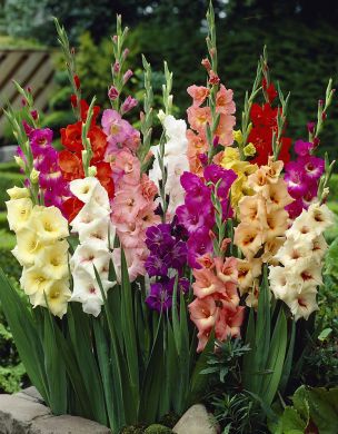 Gladiolus mix 20 kpl