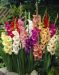Gladiolus mix 20 kpl