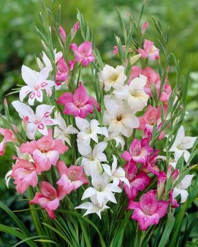 Kääpiömiekkalilja mix 30 kpl