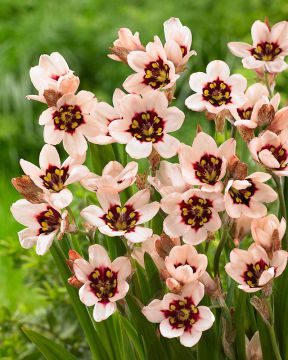 Harlekiinikukka Skyline 10 kpl