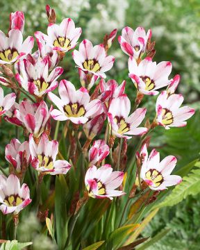 Harlekiinikukka Moonlight 10 kpl