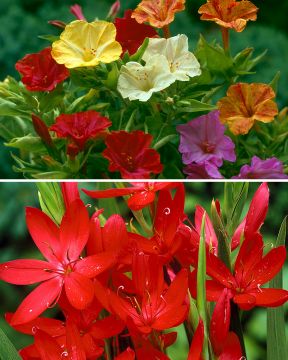 Iloinen-sipulilajitelma 20 kpl