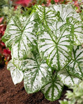 Kirjolehti White Christmas 3 kpl