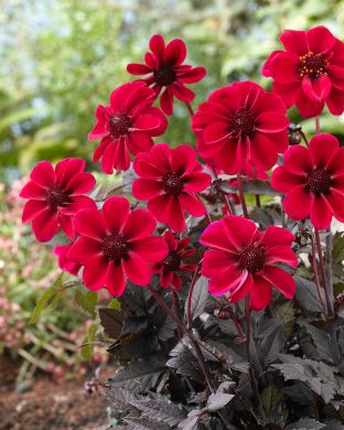 Koristedaalia Dracula