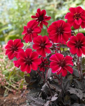 Koristedaalia Dracula 3 kpl