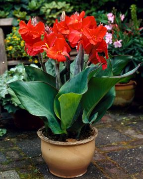 Kanna Red Beauty 3 kpl