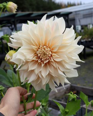 Koristedaalia Cafe au Lait 3 kpl