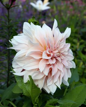 Koristedaalia Cafe au Lait 3 kpl