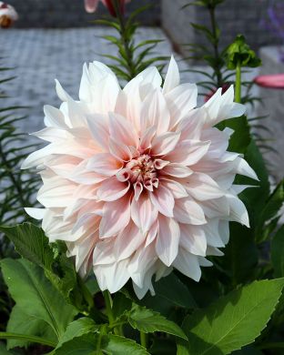 Koristedaalia Cafe au Lait 3 kpl