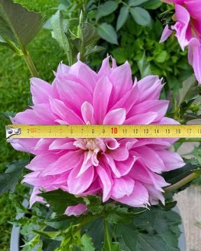 Koristedaalia Evanah 3 kpl