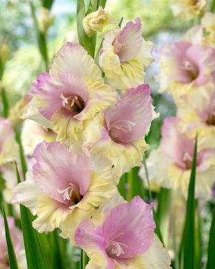 Gladiolus Mon Amour 10 kpl