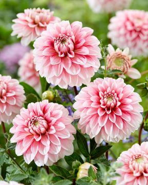 Koristedaalia Strawberry Cream