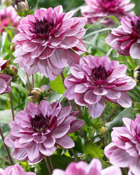 Koristedaalia Creme de Cassis 3 kpl