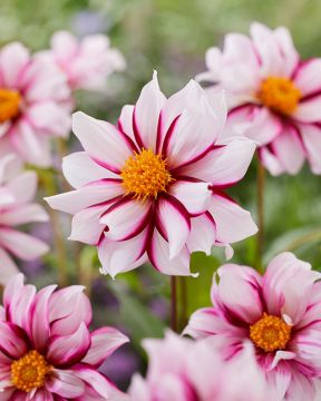 Koristedaalia Edge of Joy 3 kpl