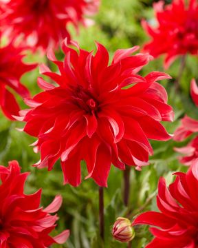 Koristedaalia Red Labyrinth 3 kpl