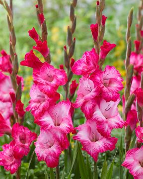 Gladiolus Cantate 10 kpl