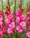 Gladiolus Cantate 10 kpl