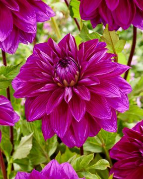 Karnevaali-daalia mix 2 kpl