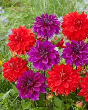 Karnevaali-daalia mix 2 kpl