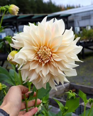 Koristedaalia Cafe au Lait