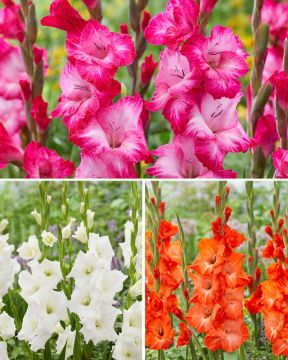 Miekkalilja-lajitelma 30 kpl