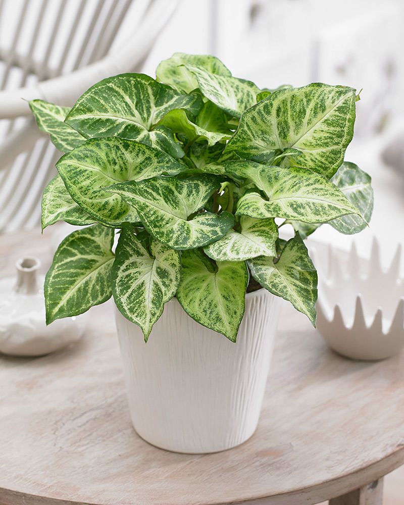 комнатное растение с бело зелеными листьями. сциндапсус потос. бело зеленые комнатные растения. фикус педилантус. растерие с брлозкленвми личтьями.