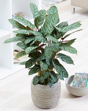 Hopearaitamatti Compactstar