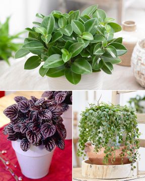 Muorinkukka mix 3 kpl