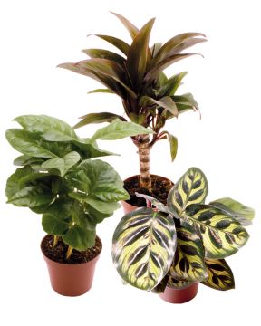 Huonekasvi mix 3 kpl