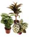 Huonekasvi mix 3 kpl