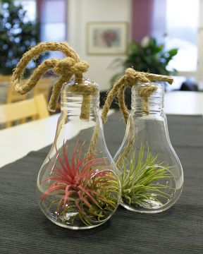 Ilmakasvi lasiastiassa