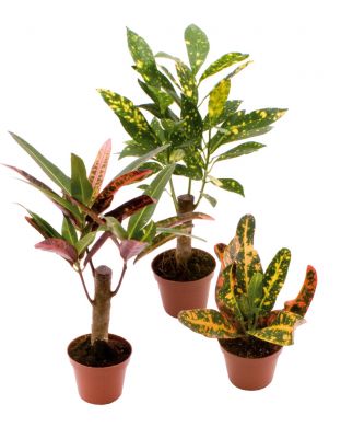 Ihmepensas mix 3 kpl