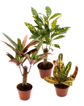 Ihmepensas mix 3 kpl