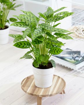 Kirjomaija Leopardina