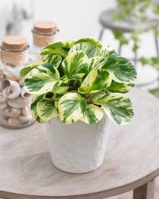 Amerikanmuori Green Gold