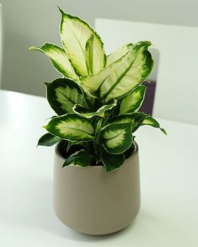 Kirjovehka Cool Beauty