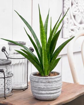 Kirjoanopinkieli Friends