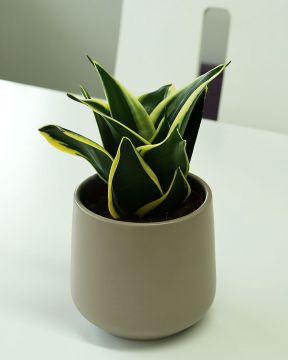 Anopinhammas Hahnii Black Gold