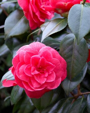 Kamelia Lady Campbell