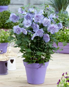 Sinihibiskus Blue Chiffon