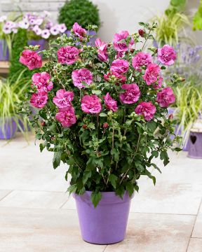 Sinihibiskus Magenta Chiffon