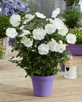 Sinihibiskus White Chiffon