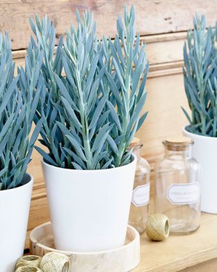 Villakko Mount Everest