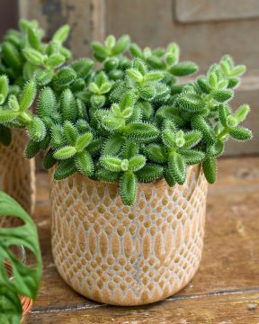 Valkopiikkipäivikki Pickle Plant