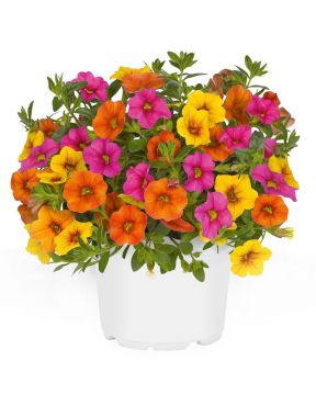 Confetti Hawaiian Kalani 3 kpl