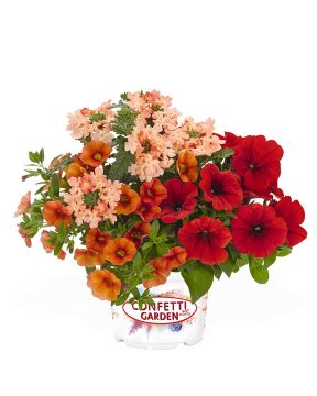 Confetti Bel Air Red 3 kpl