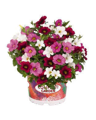 Kesäkukka-lajitelma Nani Valentine