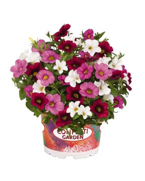 Kesäkukka-lajitelma Nani Valentine