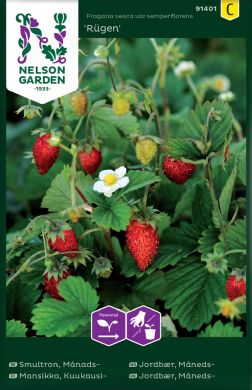 Kuukausimansikka Rugen