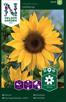 Jättiauringonkukka Uniflorus